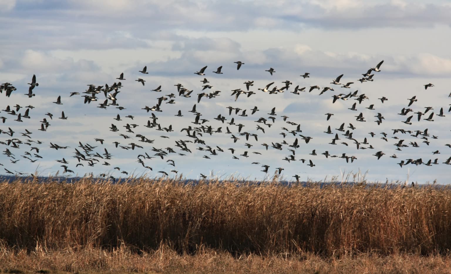 A flock of birds flying over tall brown reeds with a cloudy sky in the background