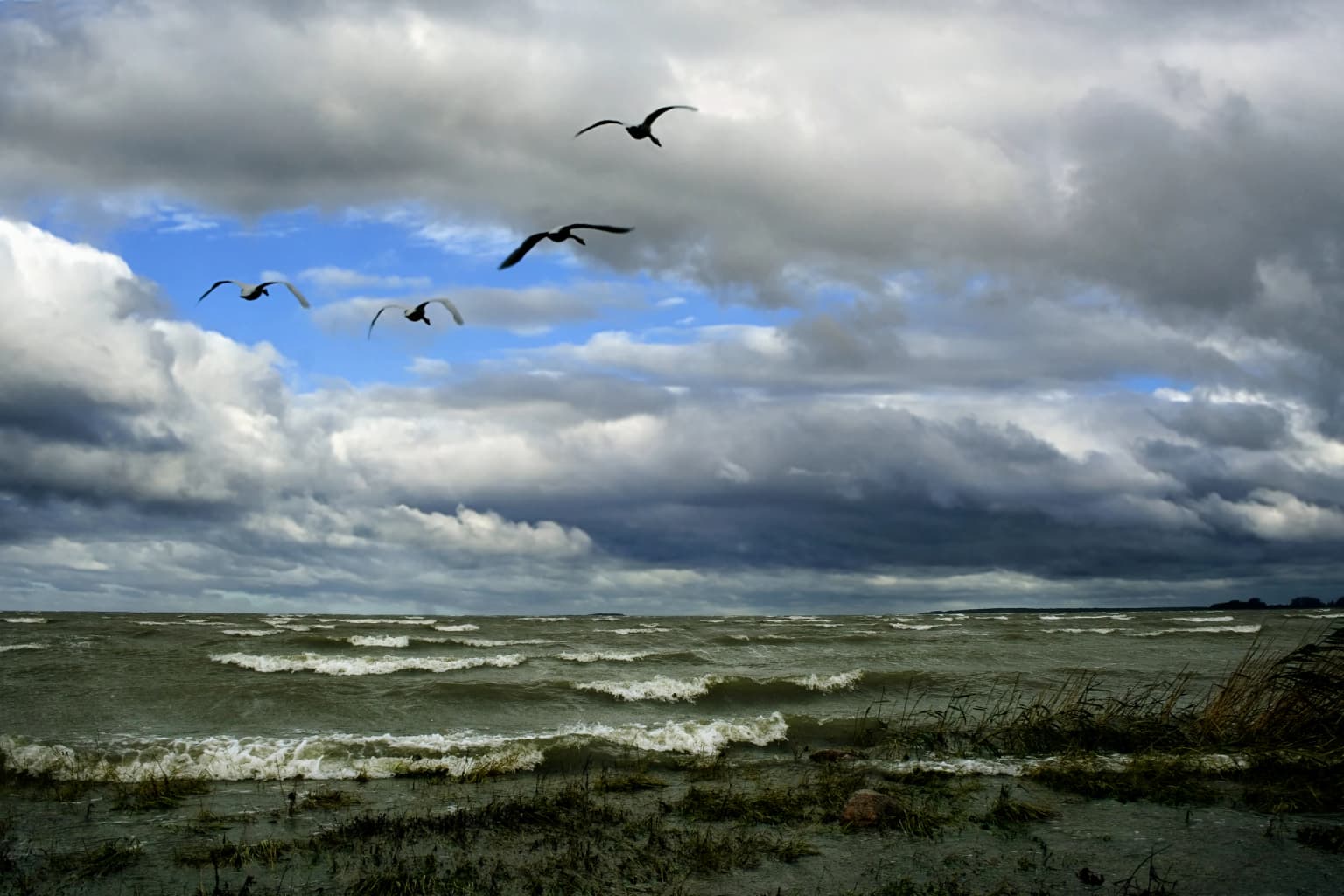 Birds in flight above a bay with waves, grassy shoreline, and cloudy sky