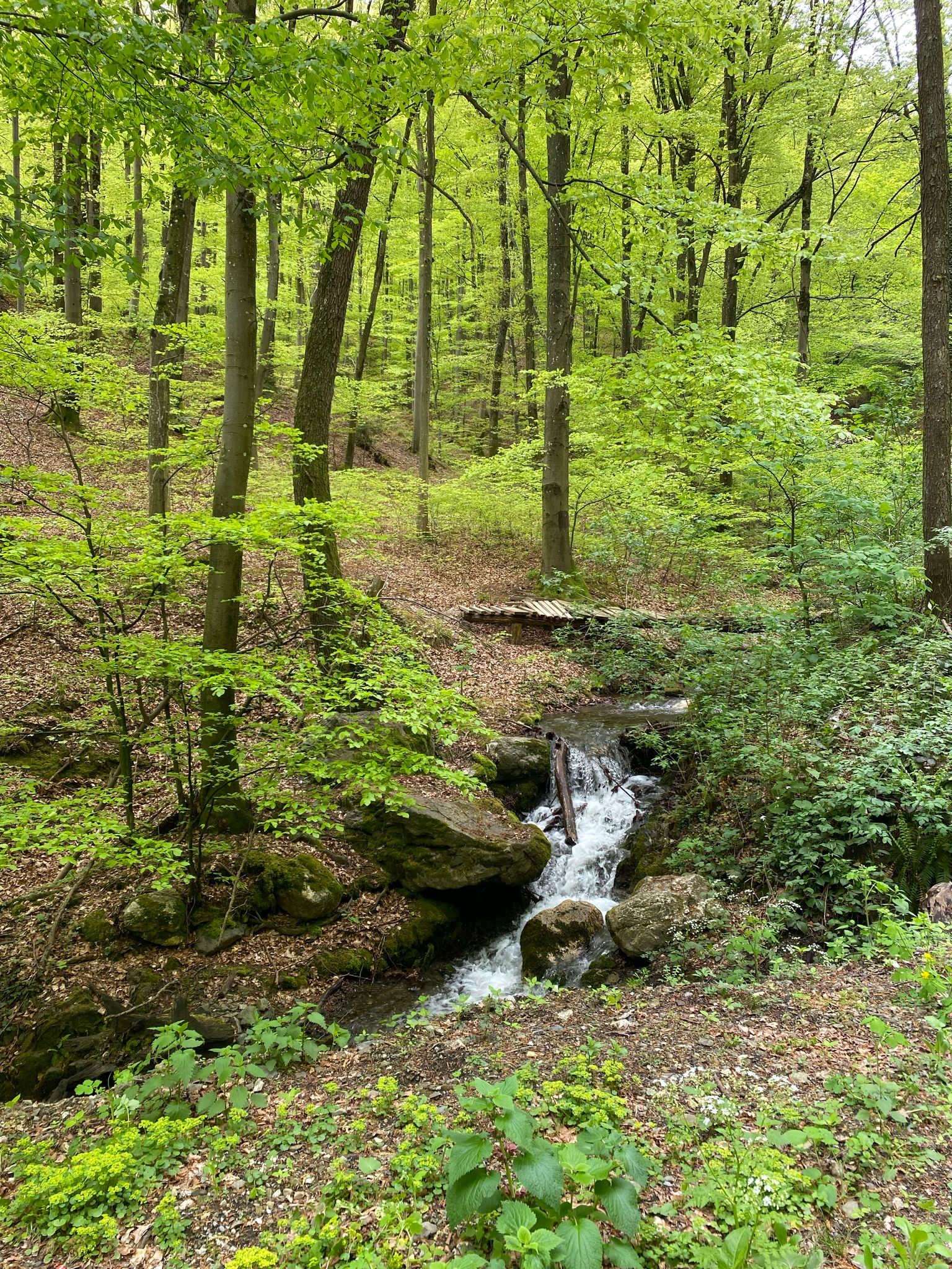 Small waterfall flowing over rocks surrounded by dense green foliage and trees in a forest