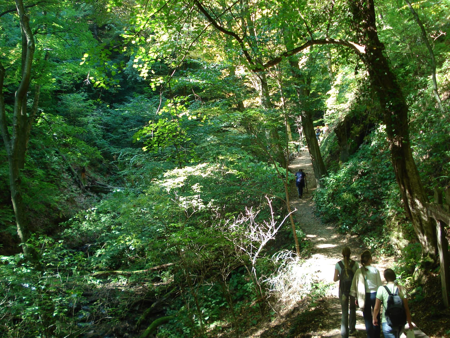 Hikers walking on a forest path surrounded by dense green trees and vegetation