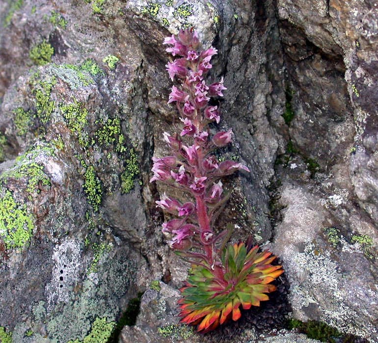 Pink flowering plant with green and orange leaves growing on rocky surface