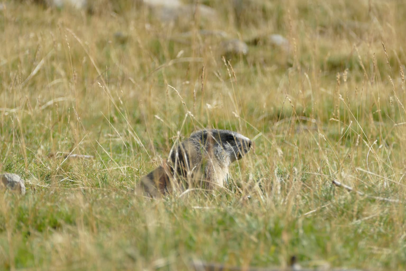 Marmot peeking from tall grass in an alpine meadow