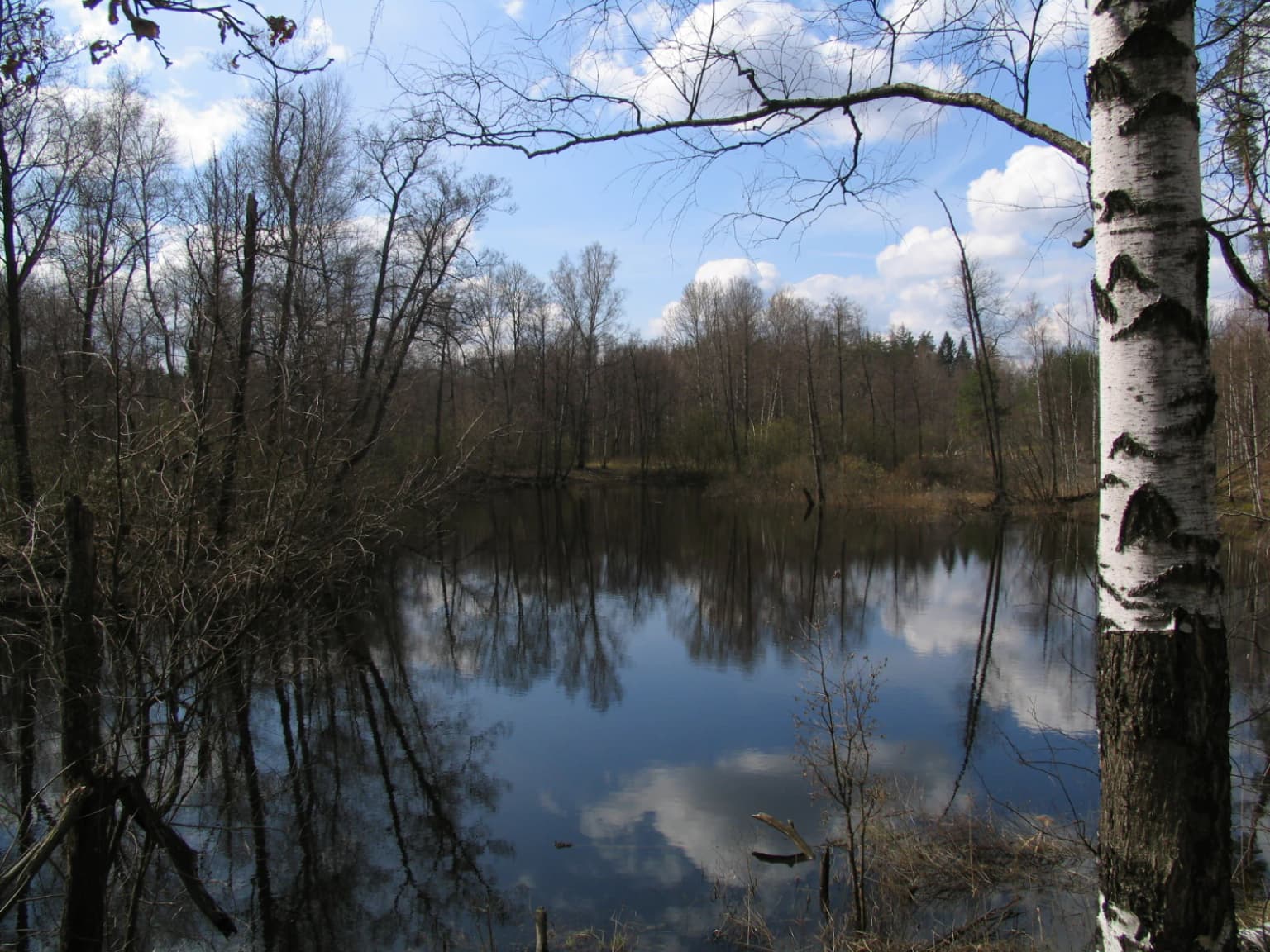 Natural landscape featuring a calm lake reflecting trees and sky, with a birch tree visible on the right side
