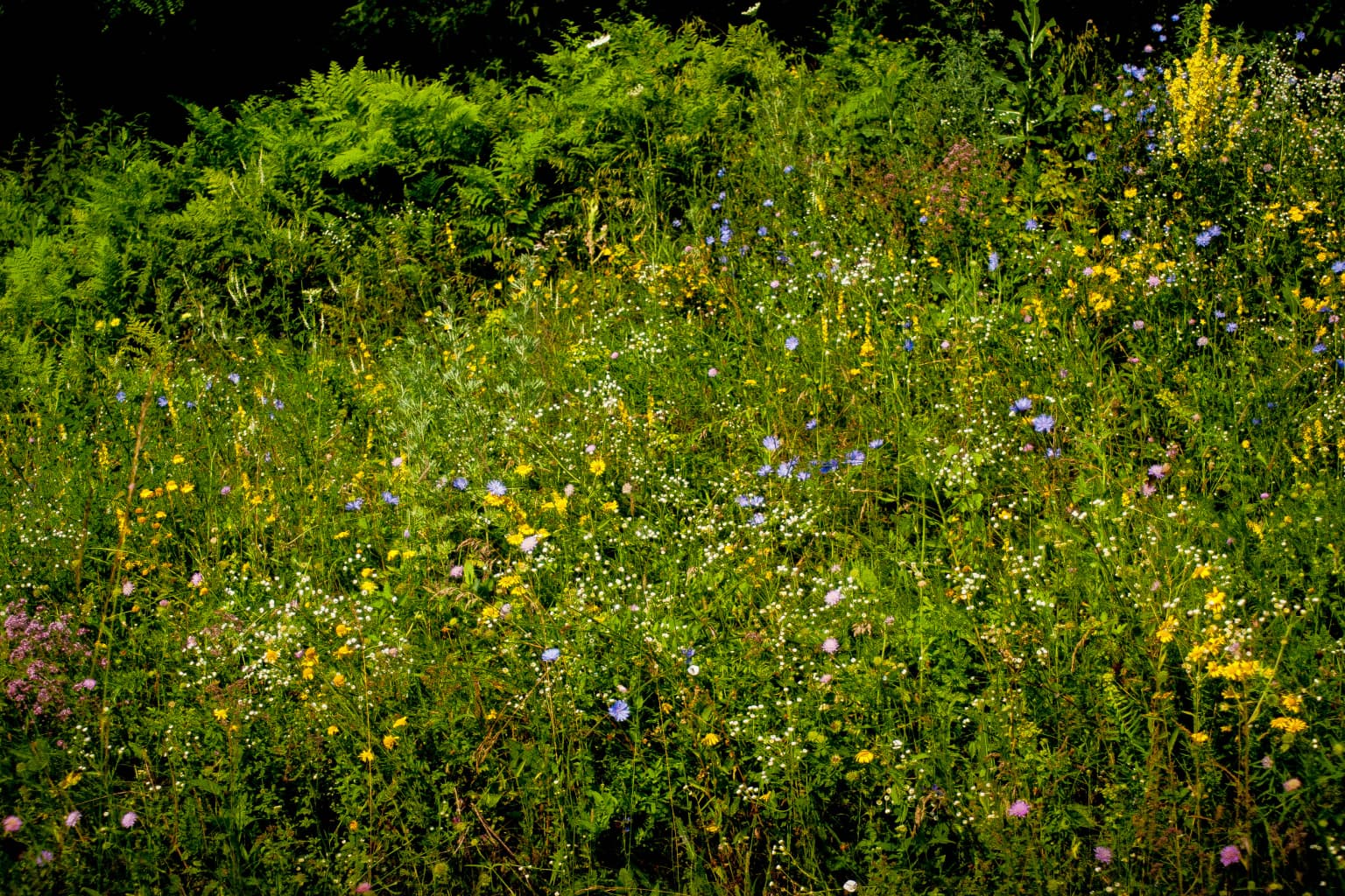 Lush meadow with various wildflowers including yellow, blue, white, and pink blooms on a river floodplain
