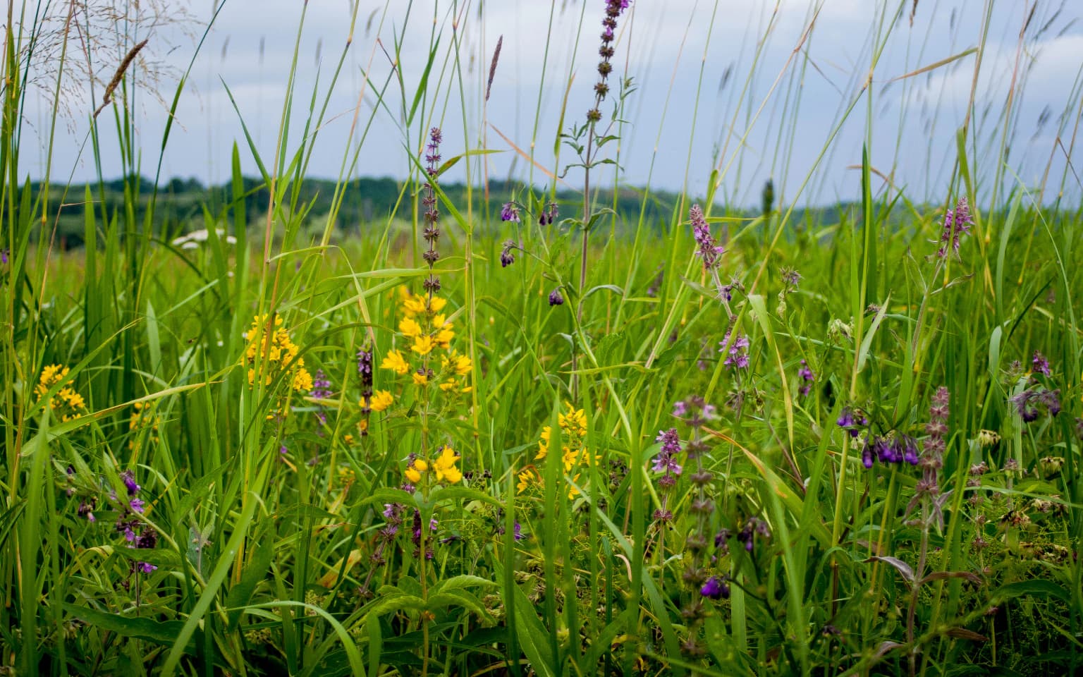 Tall green grasses and yellow and purple wildflowers in a floodplain meadow under a partly cloudy sky