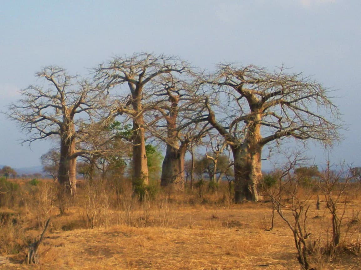 Group of baobab trees with sparse vegetation on dry grassland under clear sky
