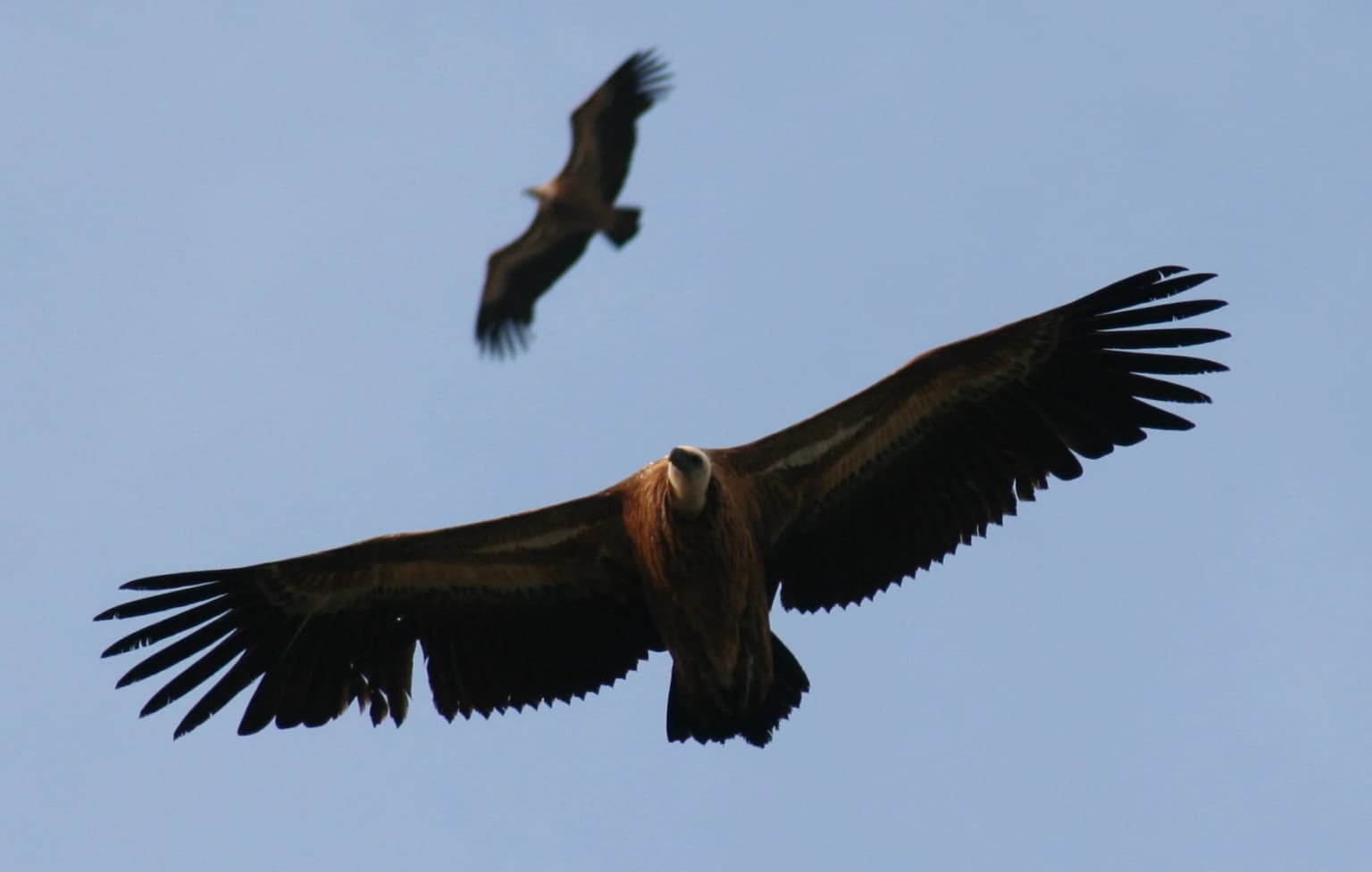 Two large birds with outstretched wings flying against a clear blue sky