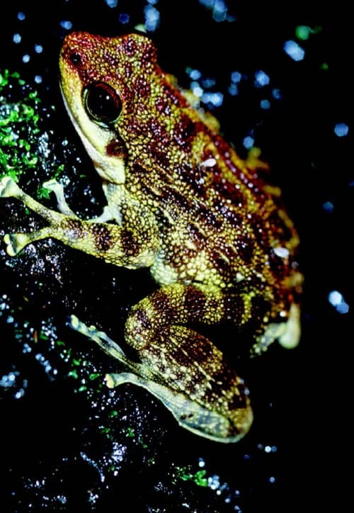 Odontobatrachus arndti, Mont Sangbé, Côte d’Ivoire.jpg