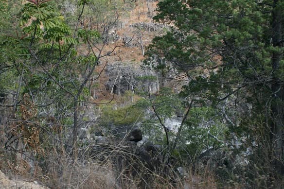 Mt Lewis National Park