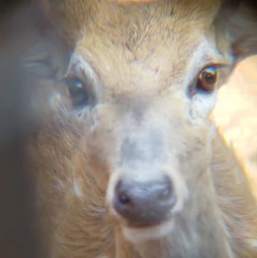 Close-up view of a chital deer's face with brown eyes and light brown fur