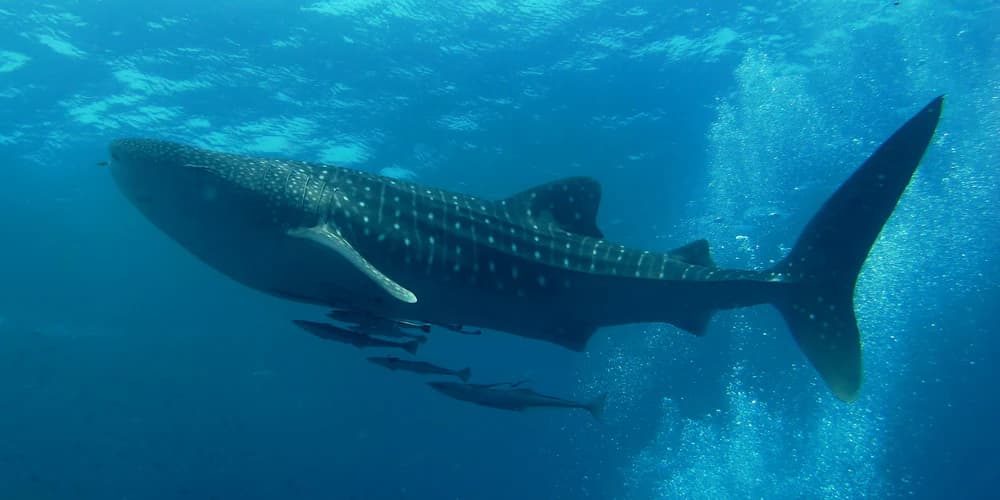 Great whale shark