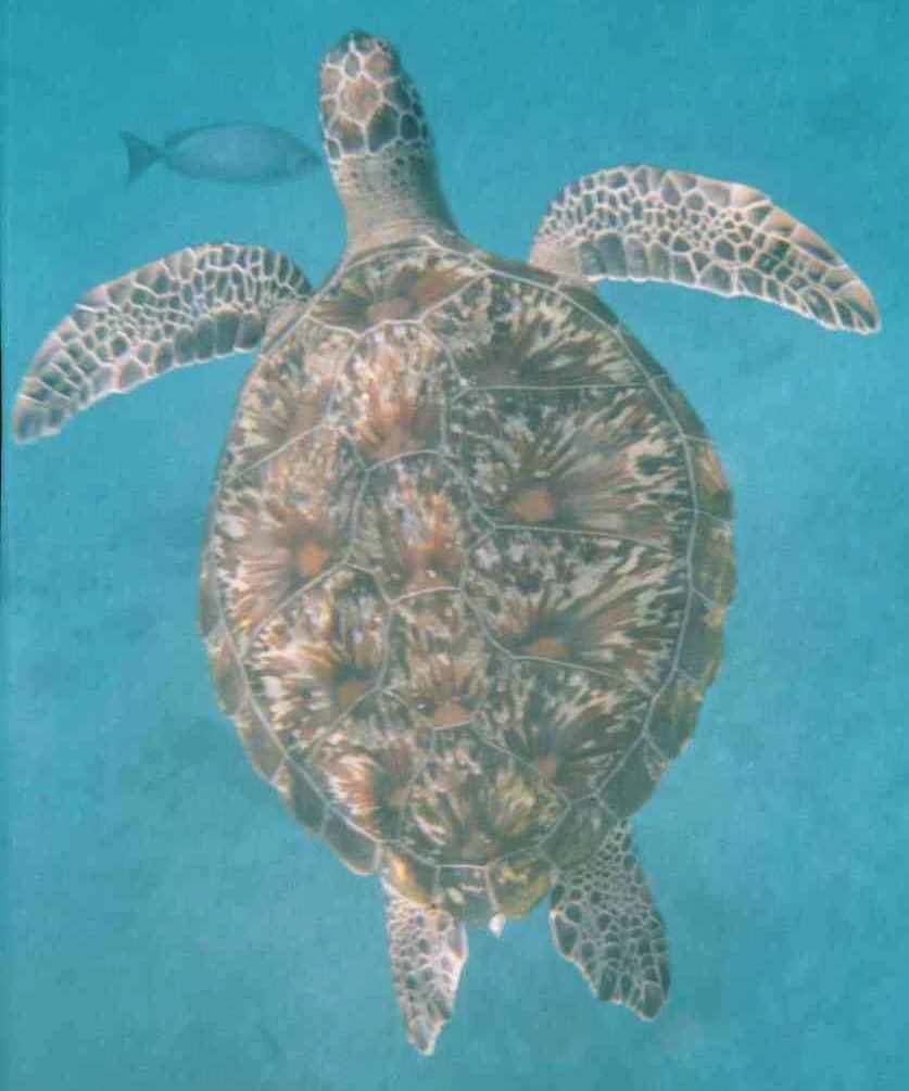 Tortuga boba con caparazón estampado nadando en aguas turquesas, acompañada de un pez pequeño