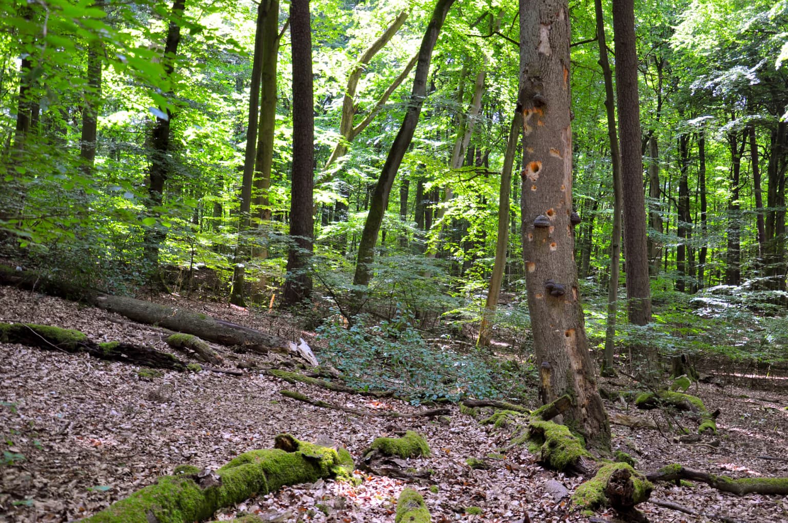 Tall beech trees with moss-covered logs on forest floor, dense green foliage in a natural woodland setting