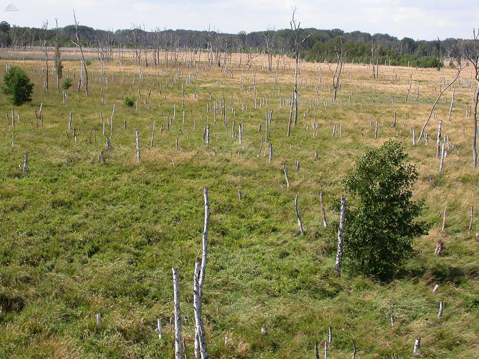 Grassland area with numerous tree stumps and a few remaining trees, indicating a former forest