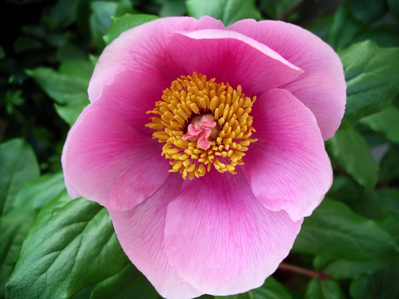 A close-up of a pink peony flower with yellow stamens and green leaves in the background