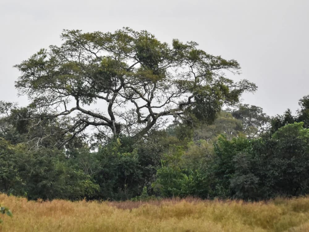 Large tree with sprawling branches in a grassy savanna landscape with dense vegetation in the background under an overcast sky