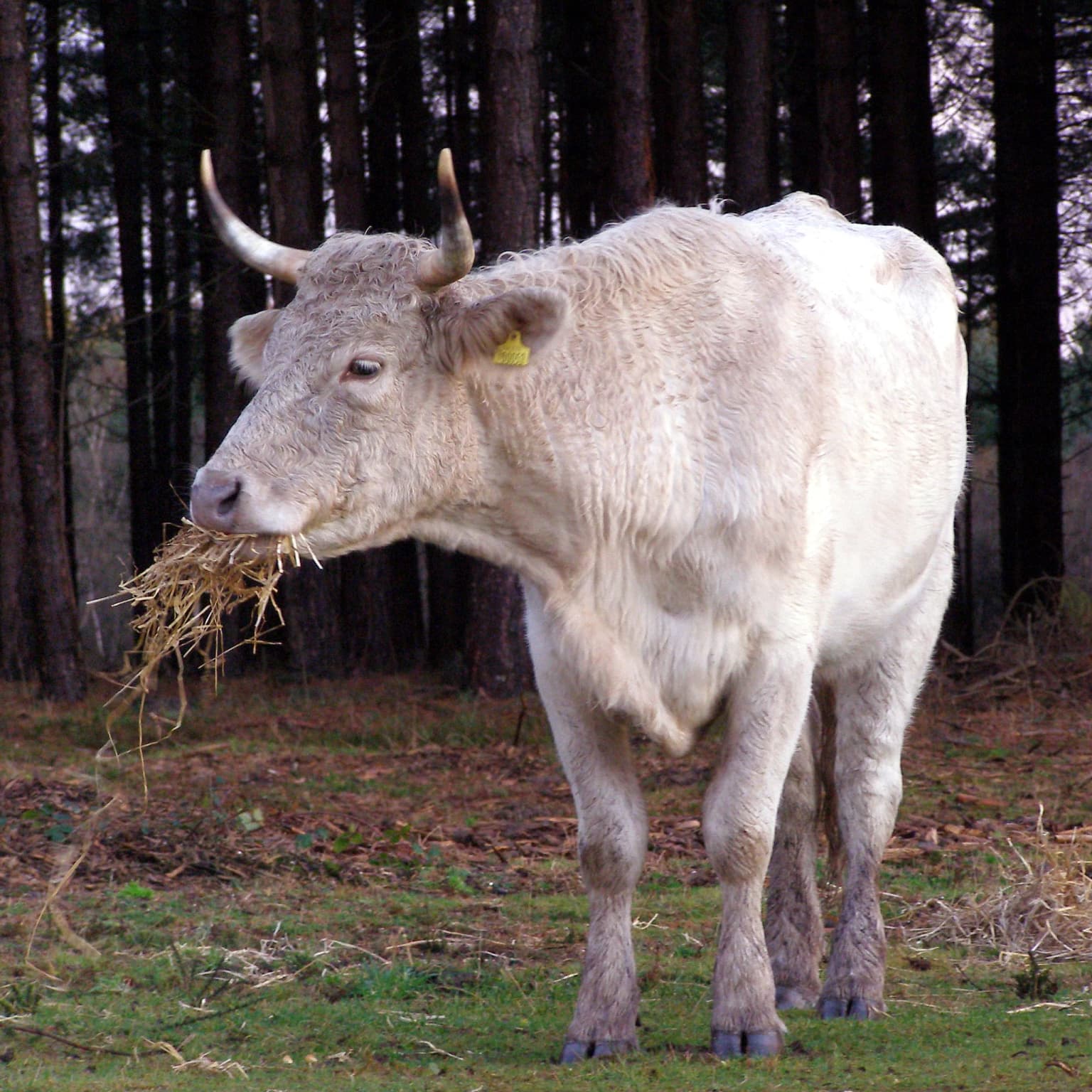 Light-colored cow with horns eating straw in a grassy field with trees in the background