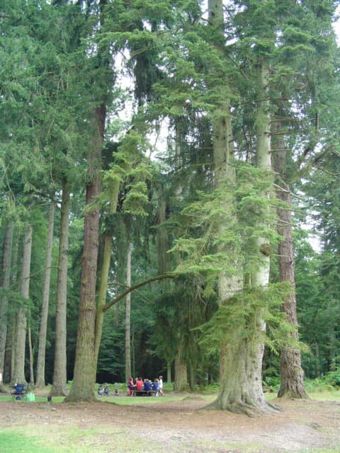 Tall evergreen trees in a forest clearing with a group of people gathered on a bench