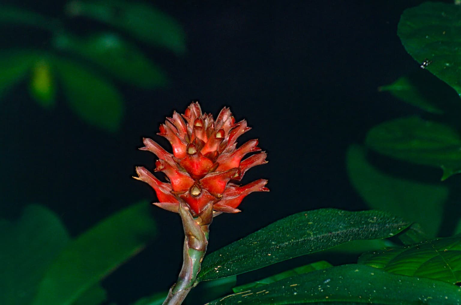Red bracts of Cane Reed plant with green leaves, close-up view