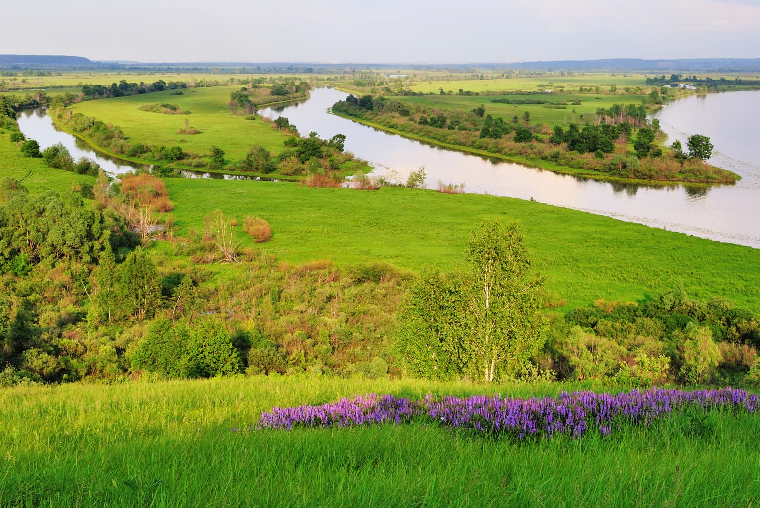 Wide river flowing through green meadows and forests with purple wildflowers in the foreground