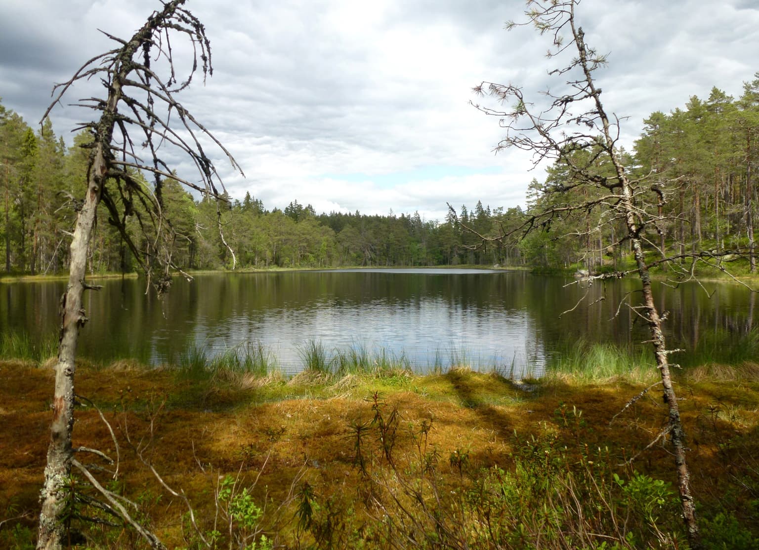Lake surrounded by forest with two dead trees in foreground and overcast sky
