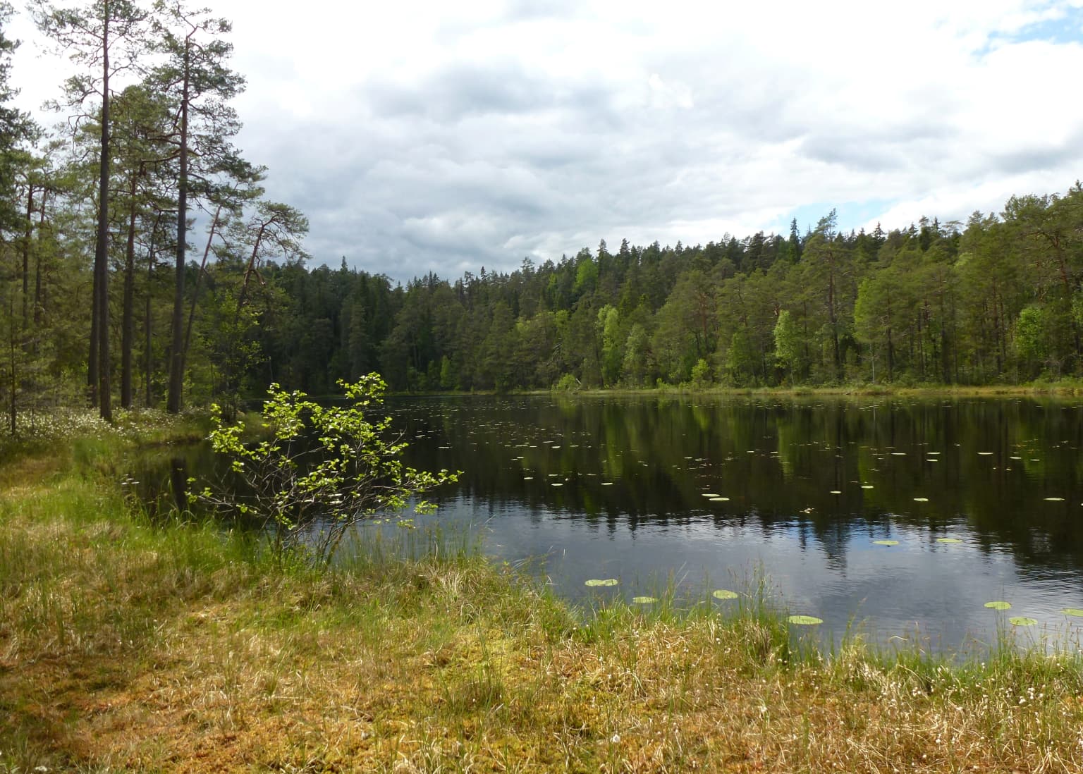 A calm lake reflecting trees under a partly cloudy sky, surrounded by grassy shore and dense forest