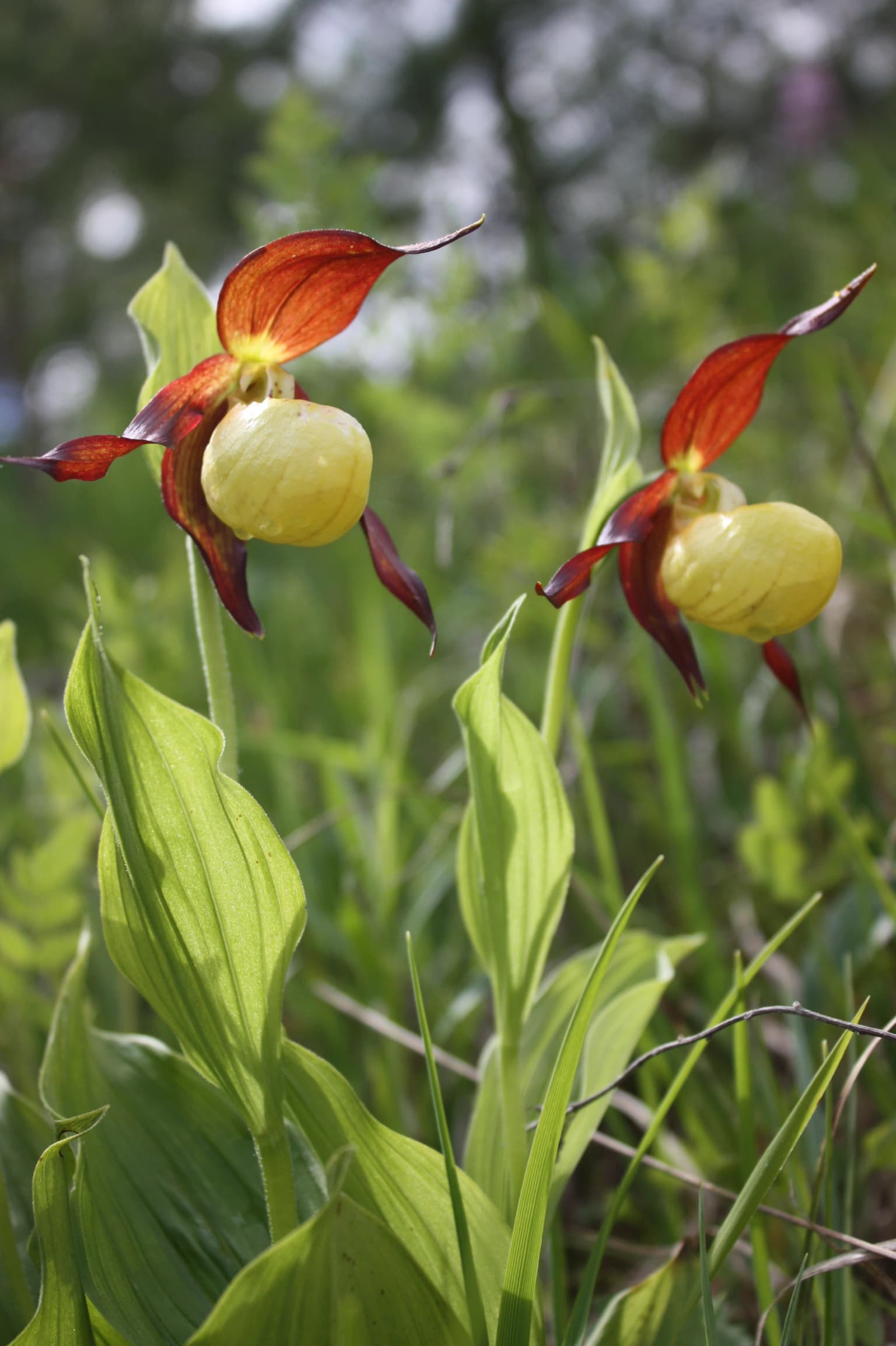 Close-up of two yellow lady's slipper orchids with red petals and yellow pouches among green leaves