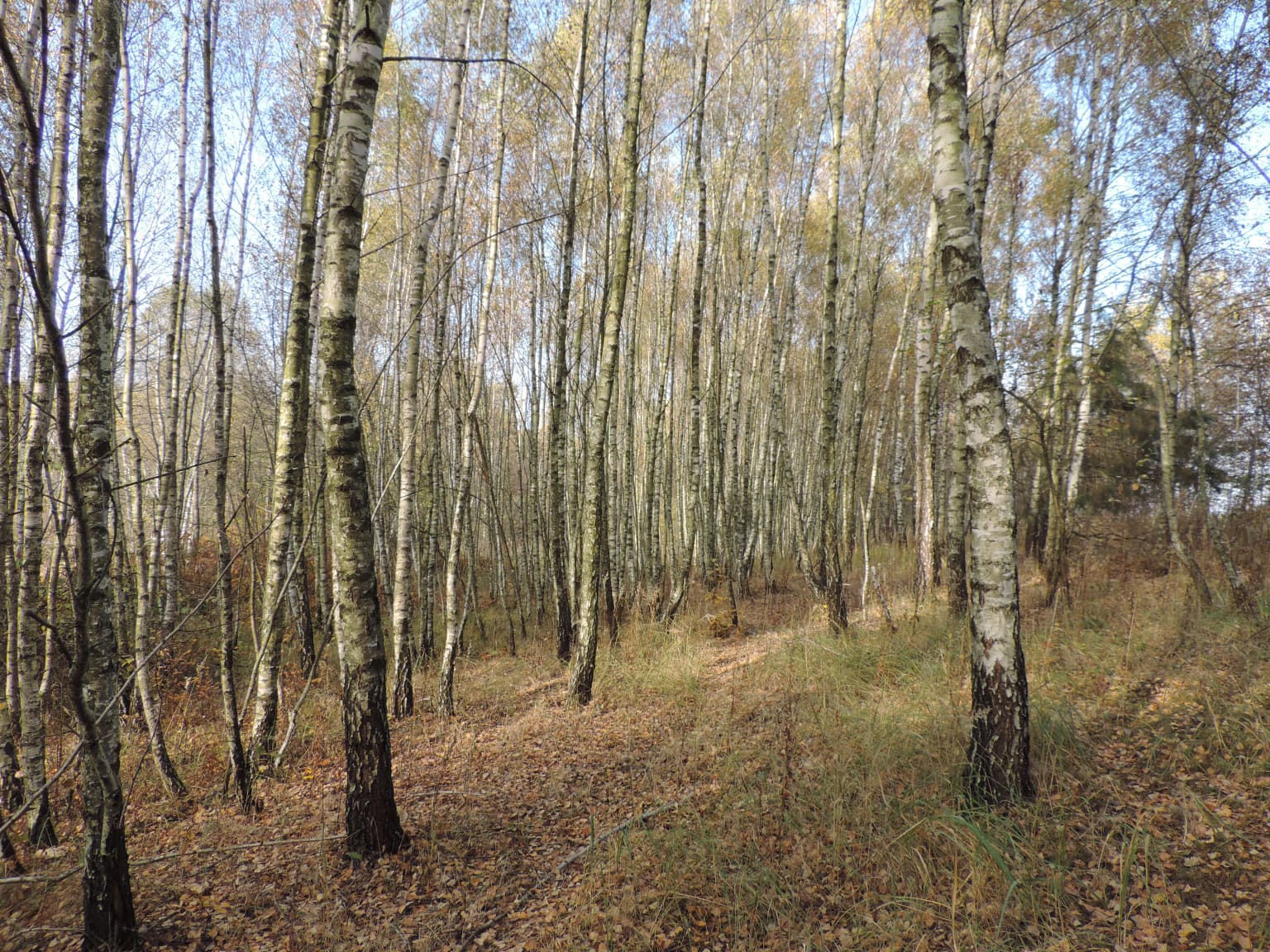 Birch trees in a forest with fallen leaves on the ground, clear sky visible through the canopy