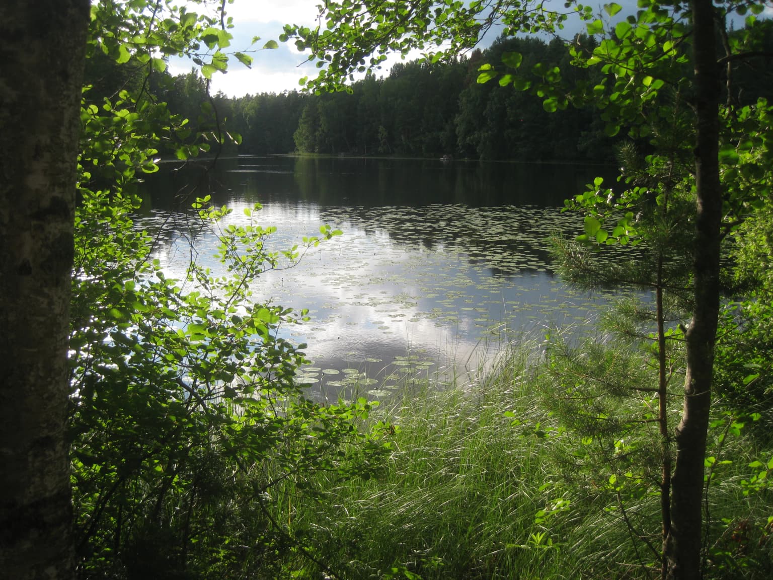 A lake reflecting trees and sky, surrounded by lush green forest and tall trees.