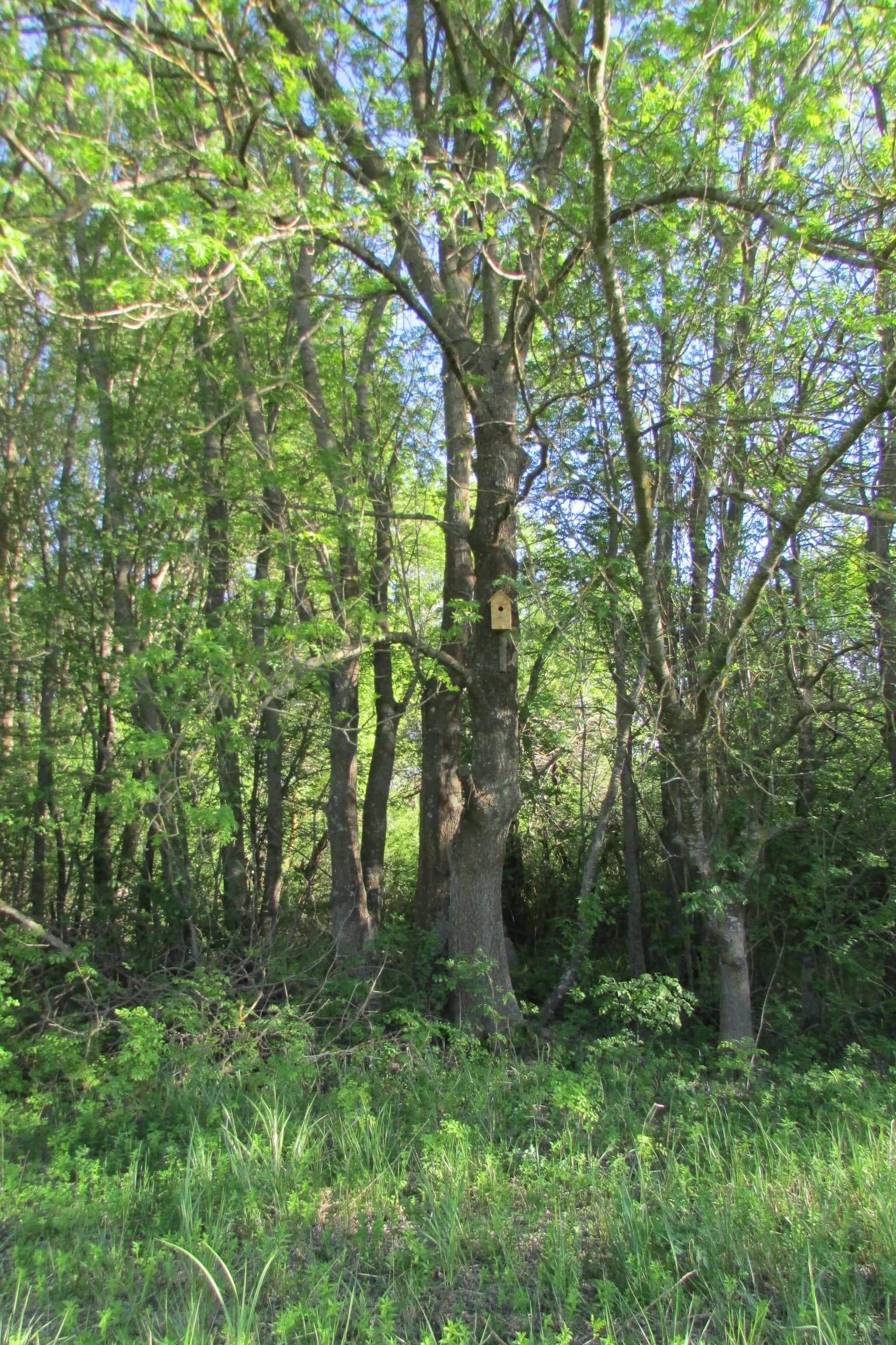 A birdhouse mounted on a tree trunk in a dense forest with green foliage and undergrowth