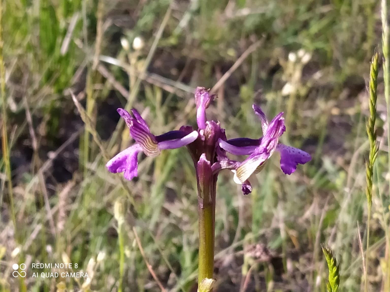 Close-up of a purple orchid flower with striped petals and green stem against blurred grass background