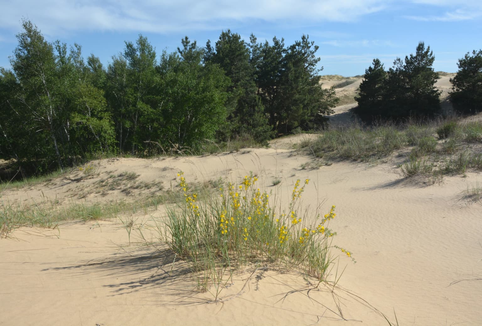 Sandy dunes with patches of grass and yellow flowering plants, with a line of trees in the background under a partly cloudy sky