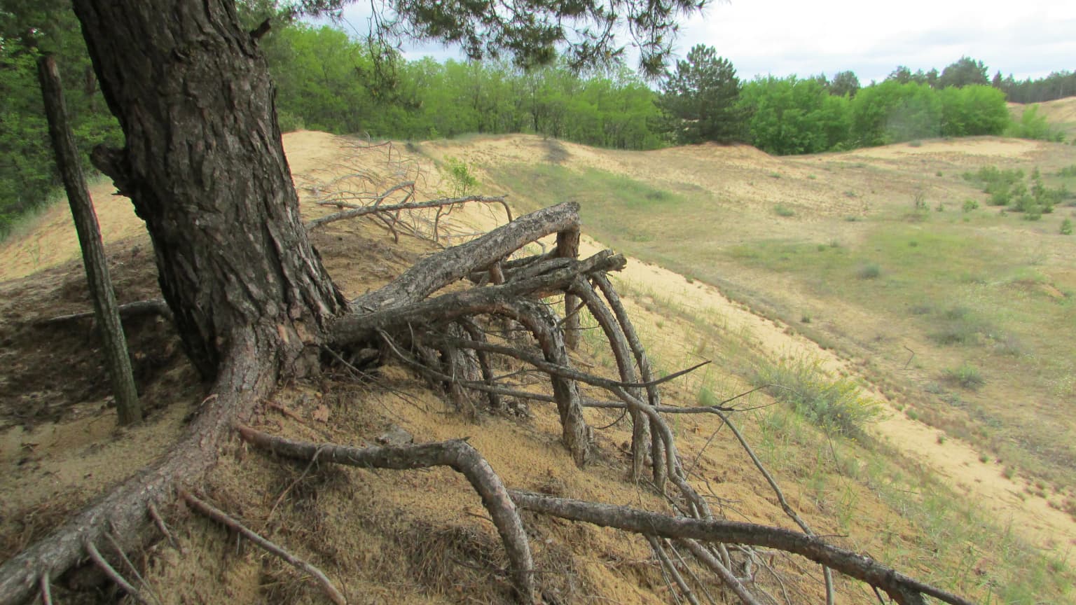 Exposed pine tree roots on sandy soil in a dune landscape with sparse vegetation