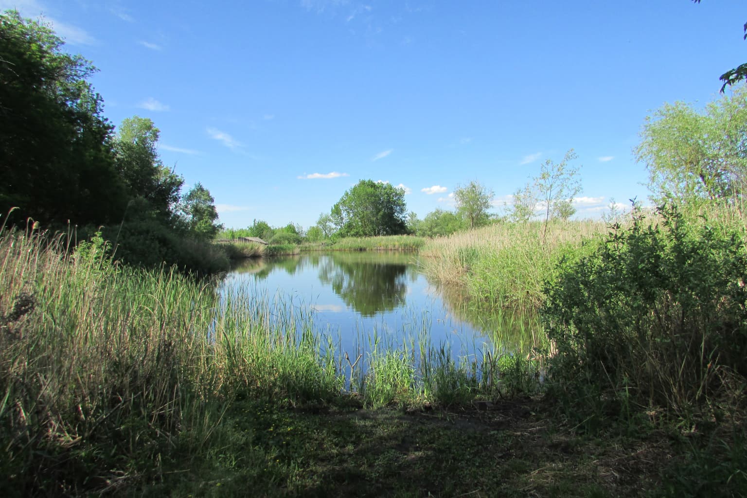 A calm lake surrounded by tall grasses and trees under a clear blue sky.