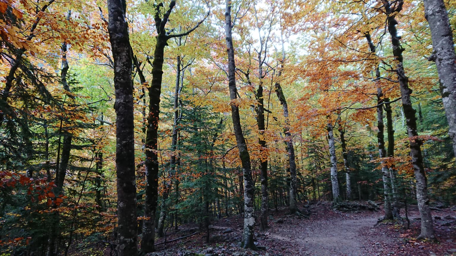 Tall trees with autumn-colored foliage and a narrow dirt path in the forest