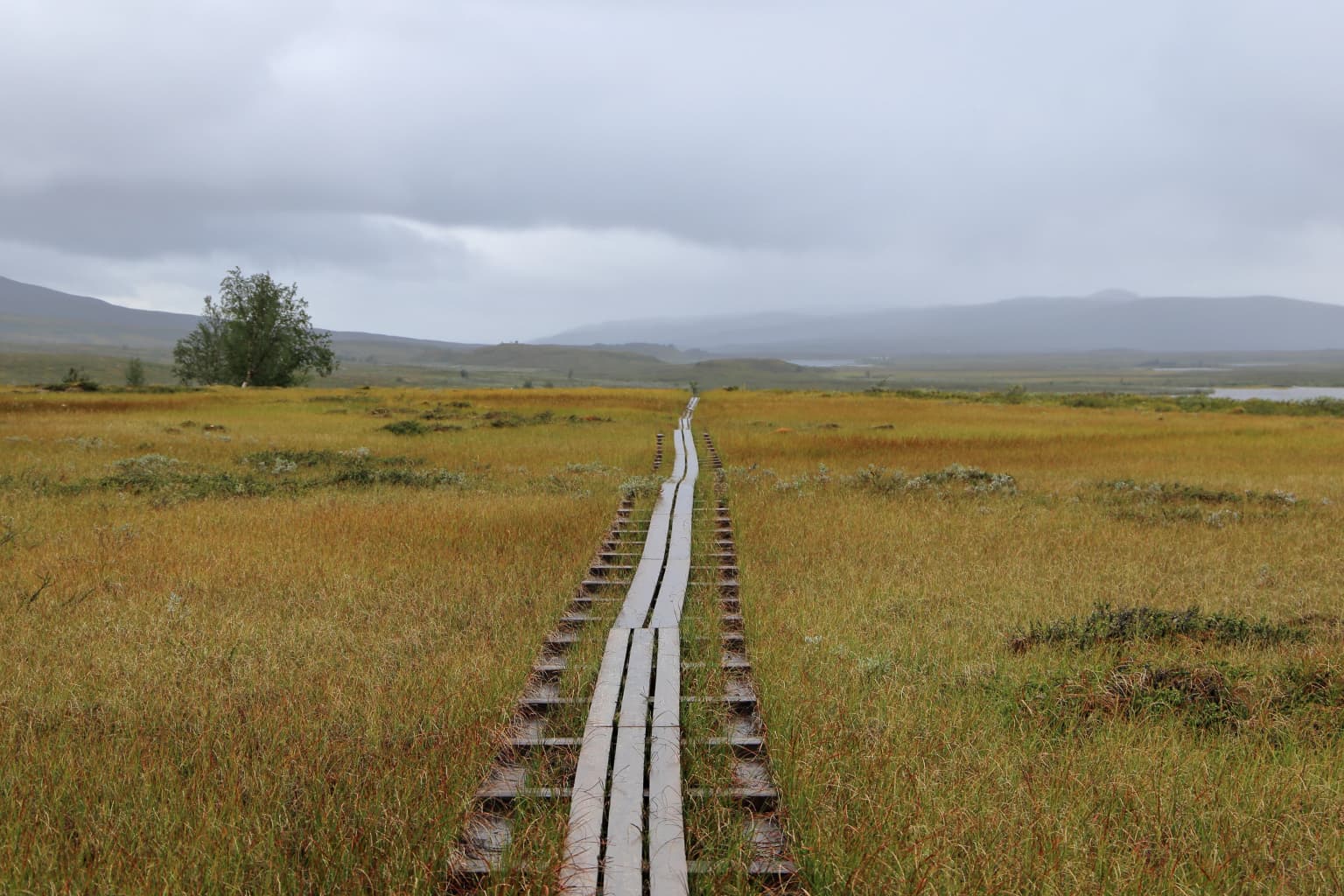 Wooden boardwalk trail extending through a marshy field with tall grasses under an overcast sky