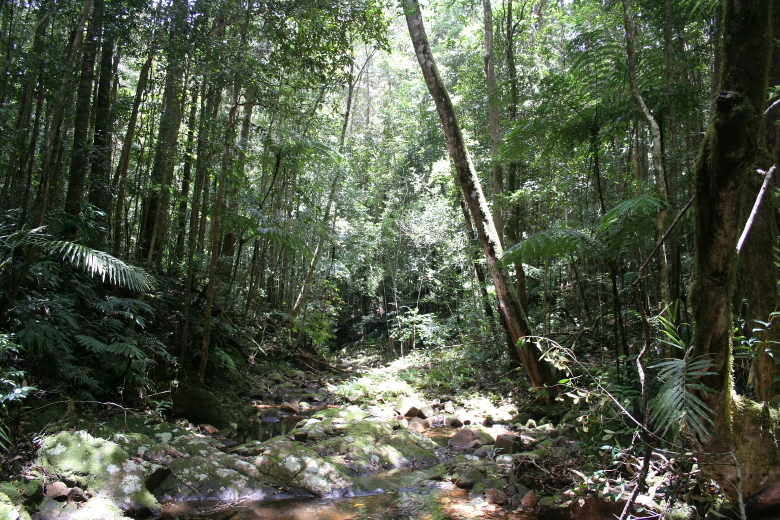 Sunlight filtering through tall trees in a tropical rainforest with a small stream flowing over rocks
