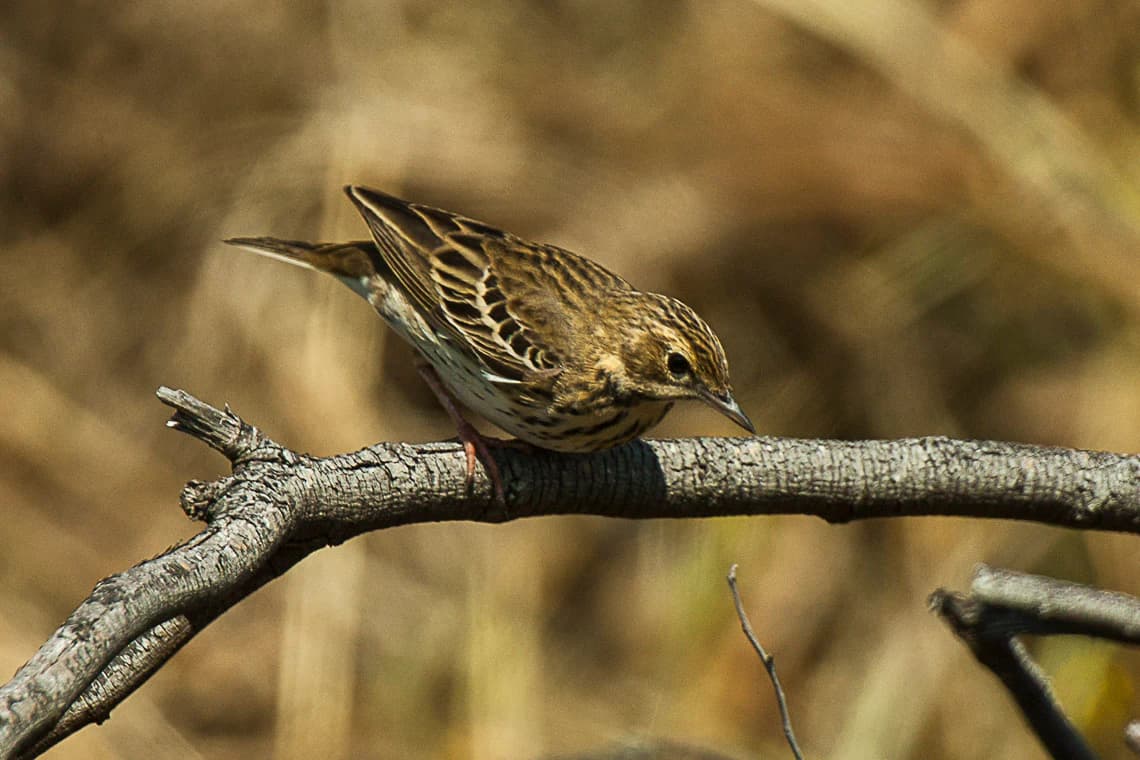 Tree Pipit bird with brown and white plumage perched on a thin branch