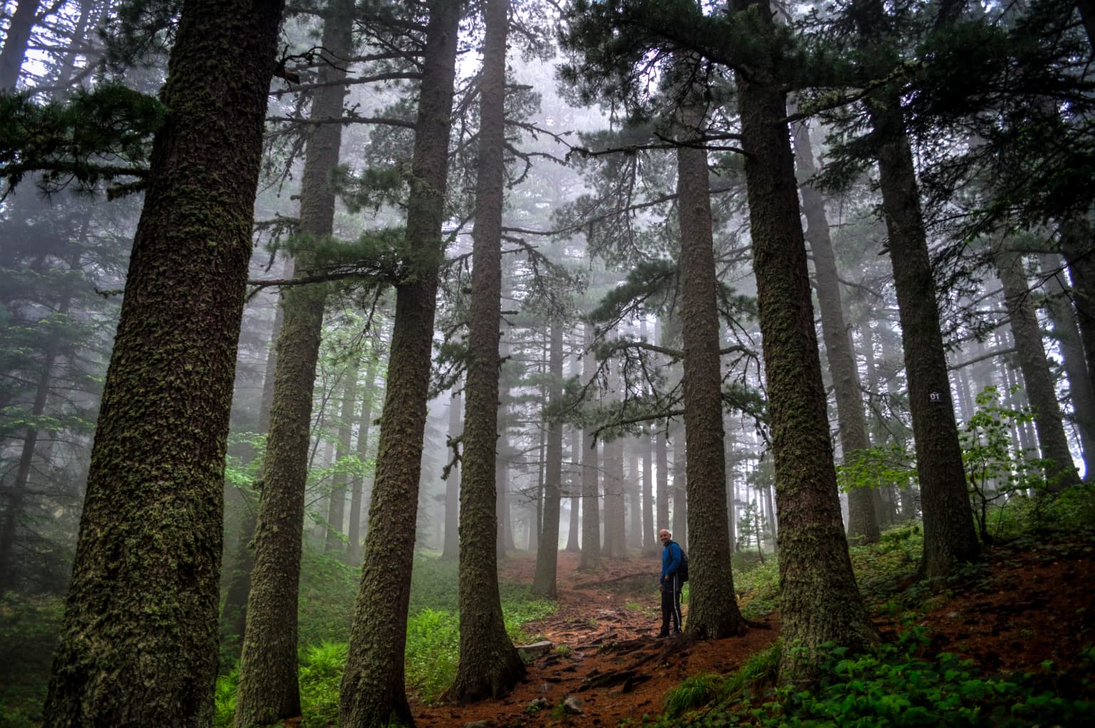 Tall pine trees in a foggy forest with a person walking on a dirt path