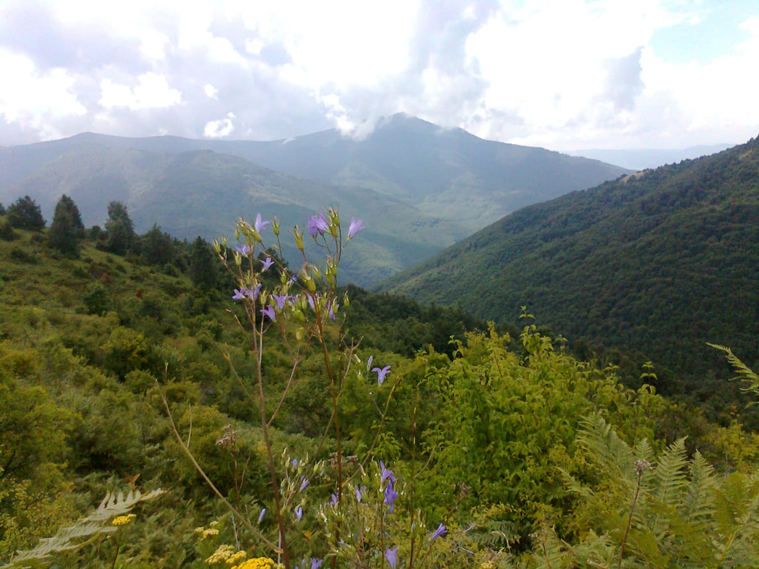 A mountain landscape with lush green vegetation and purple flowers in the foreground, showing a valley between forested hills under a partly cloudy sky