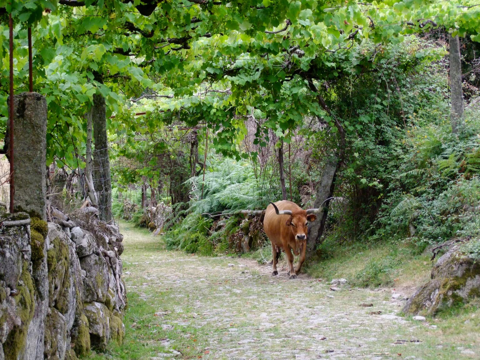 Brown cow walking on a gravel path between stone walls and green trees