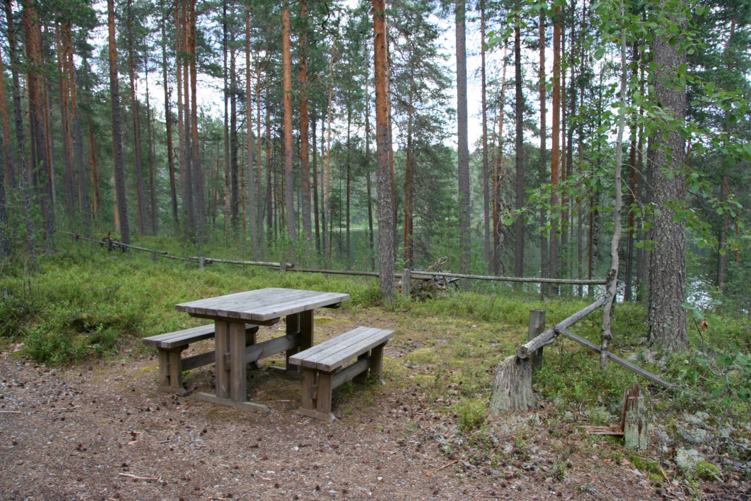 Wooden picnic table and benches on a dirt path in a forested area with tall pine trees
