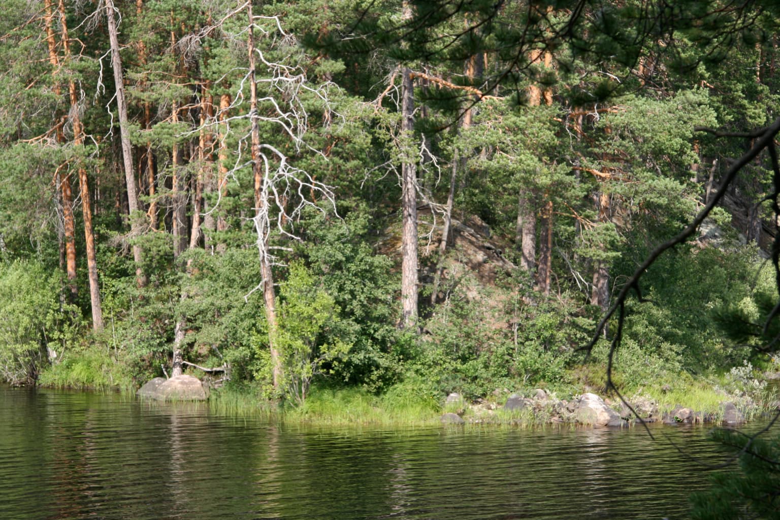 A lake with calm water reflecting green trees and rocky shore, surrounded by dense forest with tall pine trees