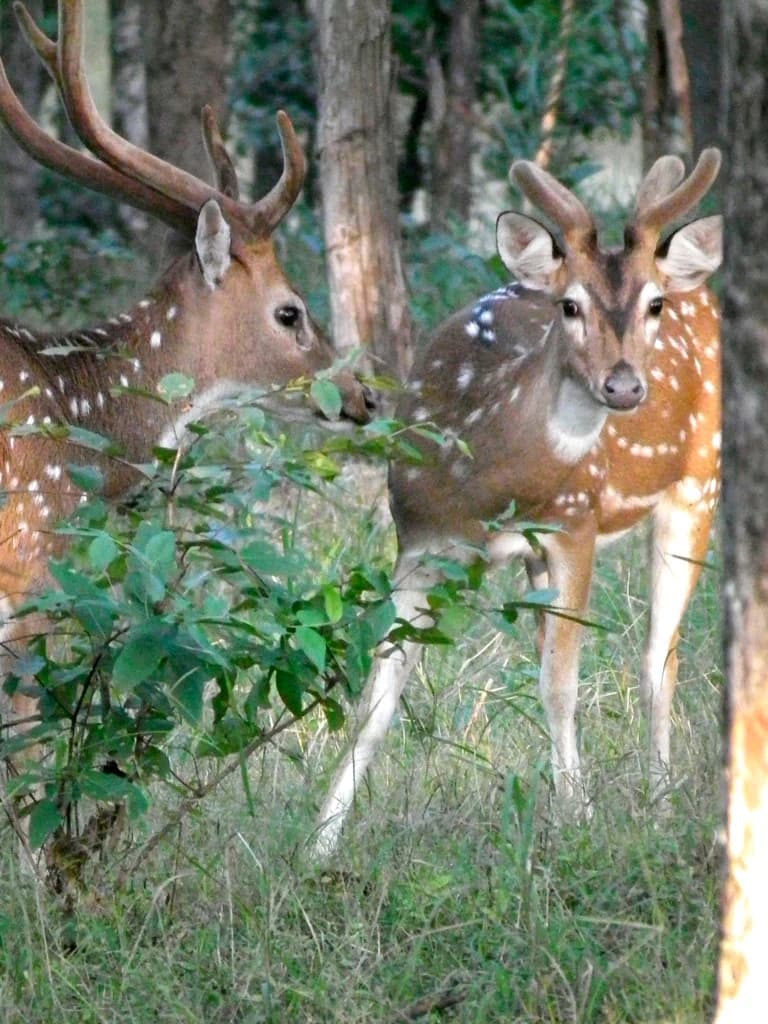 Dos ciervos chital con manchas blancas y astas aterciopeladas de pie entre vegetación verde y árboles
