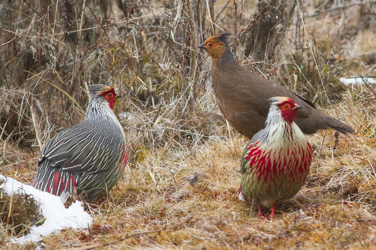 Tres faisanes sangrientos de pie sobre hierba seca con parches de nieve en una zona montañosa