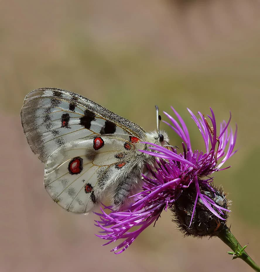 White butterfly with black and red spots on a purple flower