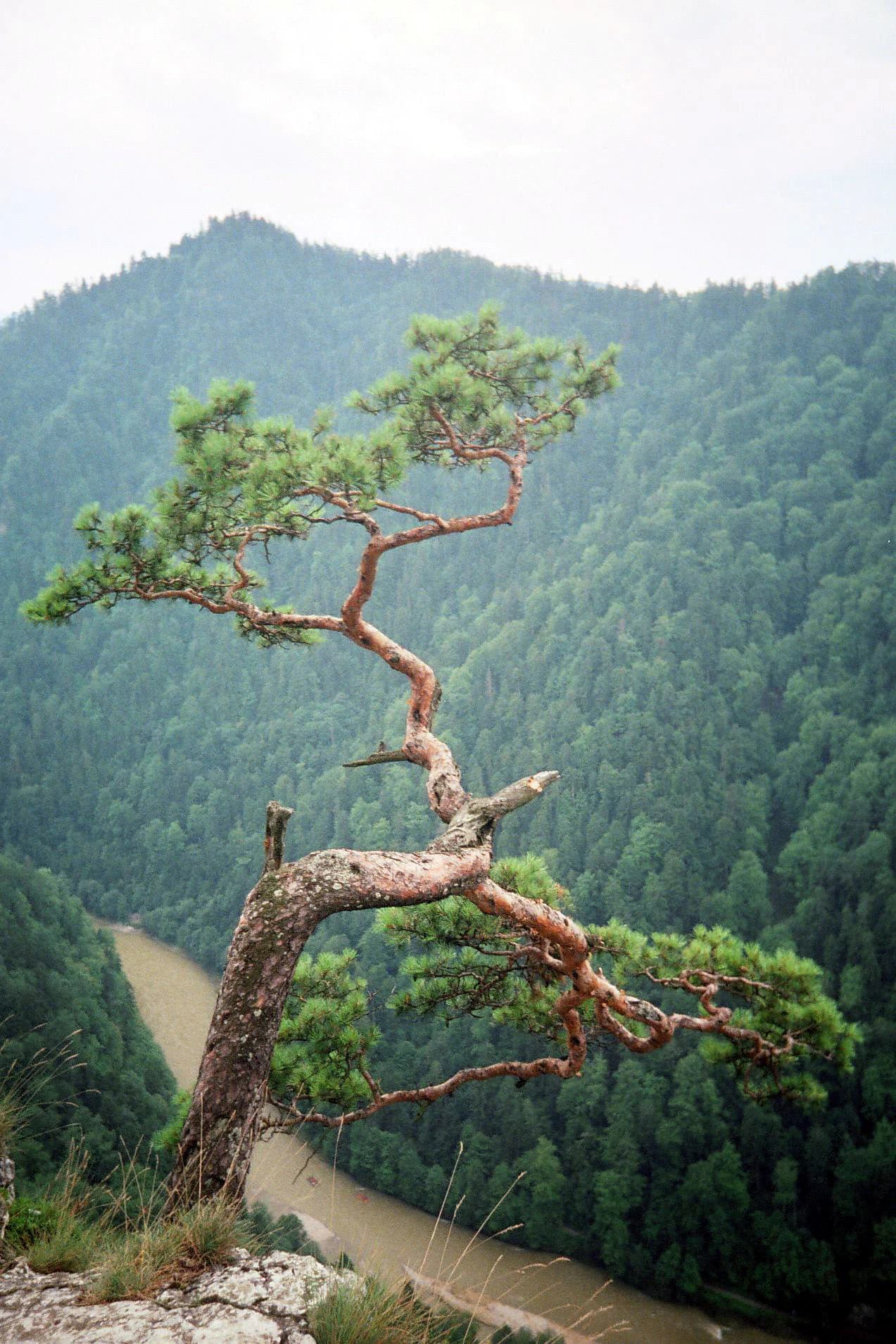 A twisted pine tree on a rocky outcrop with a river and forested mountains in the background