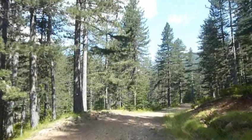 A dirt path surrounded by tall pine trees under a partly cloudy sky