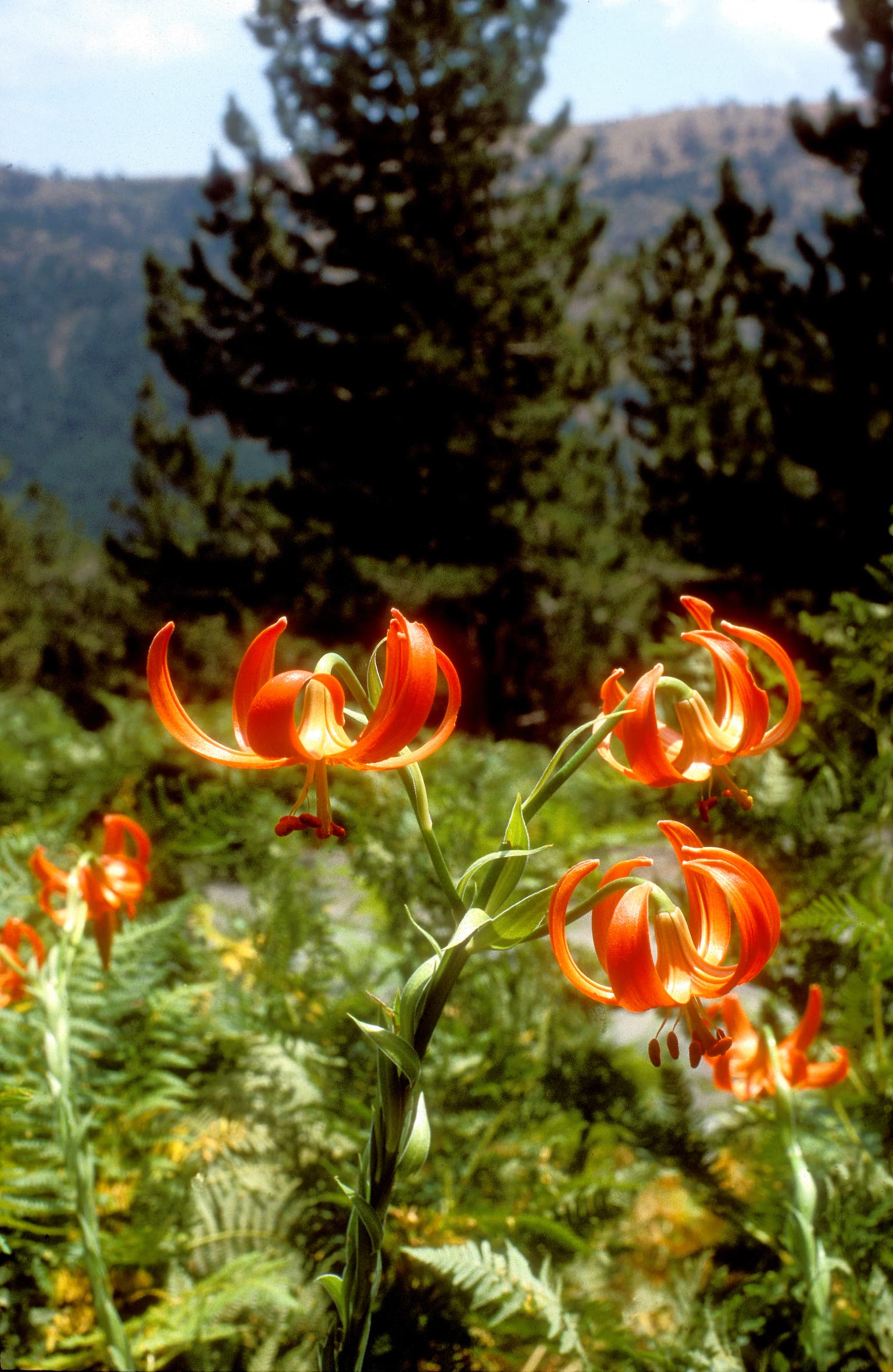 Orange lilies with curled petals in a forested mountain landscape