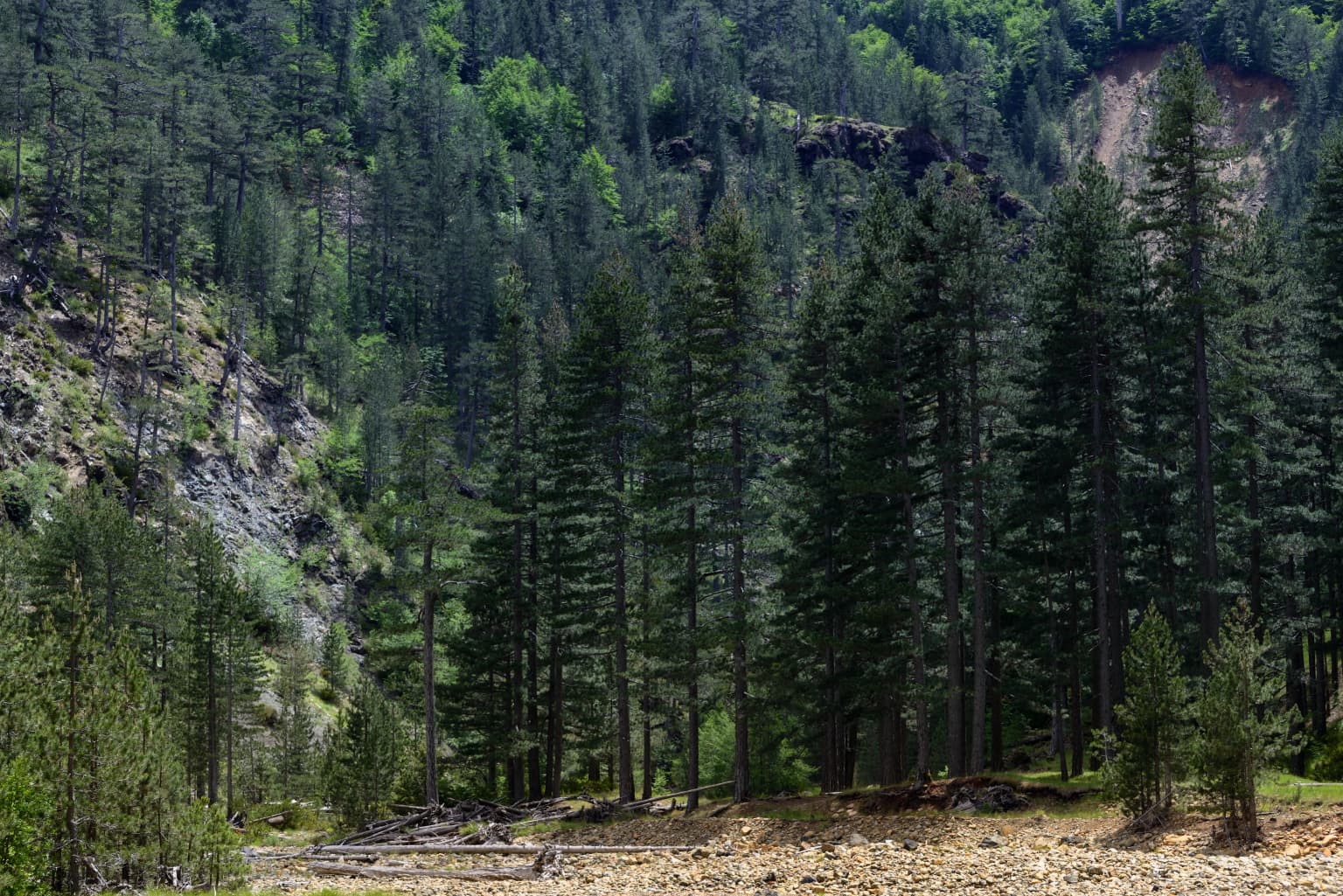 Tall pine trees and rocky mountain slopes in a forested landscape